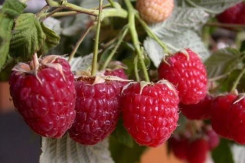 Кустовая малина для Сибири. Сорта малины для Сибири