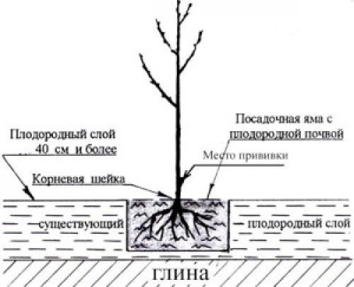 Какое должно быть расстояние между яблонями при посадке. Схема посадки яблонь и высадка 02