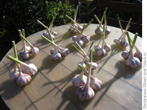 Как сделать инструмент для посадки чеснока. Помогла смекалка: приспособление для посадки чеснока из детской кроватки