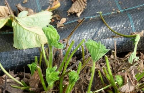 Подготовка клубники к зиме. Обрезка клубники осенью и подготовка к зиме