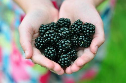 Ежевика польза. Ежевика на страже здоровья: польза и вред ягоды