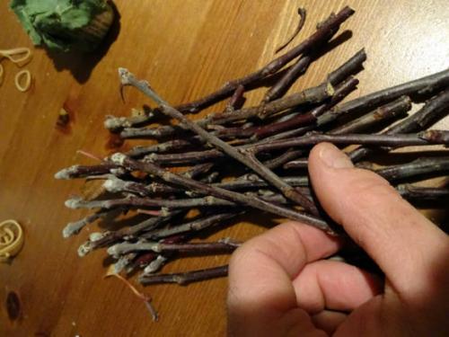 Заготовка черенков яблони для прививки весной. Когда заготавливать черенки 01 Заготовка черенков яблони для прививки весной. Когда заготавливать черенки 01