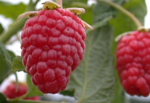 Ремонтантная малина выращивание и уход в Сибири. Ремонтантная малина для Сибири 09