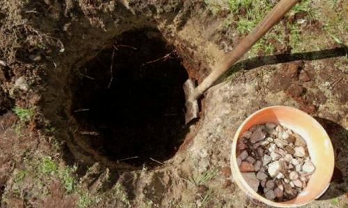 Когда лучше сажать грушу весной или осенью в подмосковье. Когда лучше сажать? 04 Когда лучше сажать грушу весной или осенью в подмосковье. Когда лучше сажать? 04