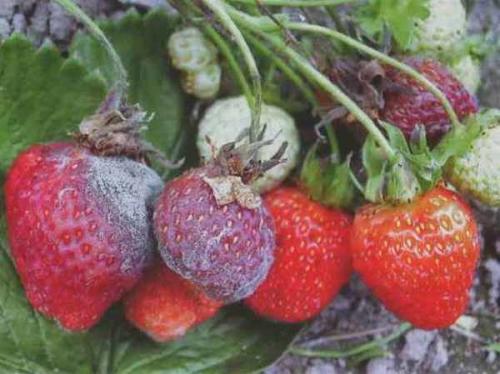 Йод садовый применение. 5 способов использования йода в огороде