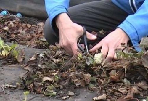 Что сейчас делать с клубникой. План весенних работ по уходу за клубникой