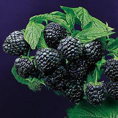 Как цветет черная малина. Описание