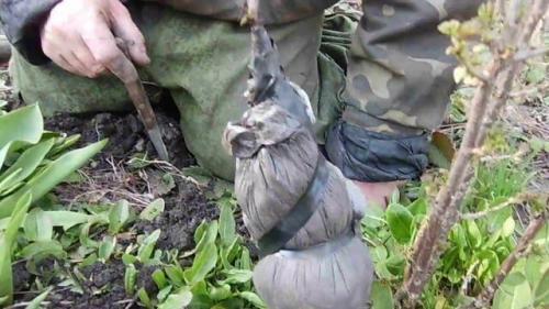 Размножение смородины делением куста и отводками