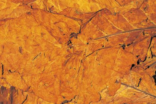 Когда собирать семена табака. Когда и как собирать семена табака. Как вырастить курительный табак на дачном участке 01