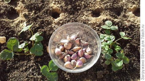 Как сделать инструмент для посадки чеснока. Помогла смекалка: приспособление для посадки чеснока из детской кроватки