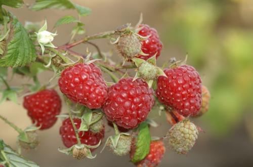 Ремонтантная малина выращивание и уход в Сибири. Ремонтантная малина для Сибири 07 Ремонтантная малина выращивание и уход в Сибири. Ремонтантная малина для Сибири 07