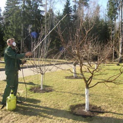 Чем и когда опрыскивать яблони осенью. Инфекции, определяющиеся визуальным путём 06