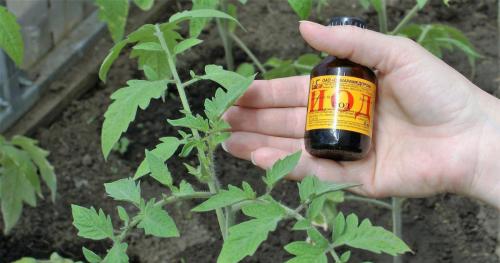 Йод садовый применение. 5 способов использования йода в огороде