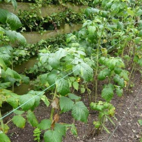 Когда и как сажать ремонтантную малину осенью. Когда сажать малину – осенью или весной. От чего это зависит 24