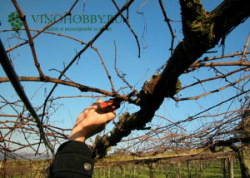 Формирование винограда весной. Когда проводить формировку лозы