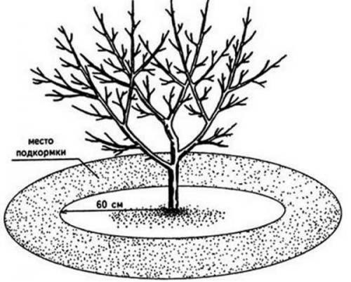 Что нужно делать осенью с яблонями. Уход за яблонями осенью 10