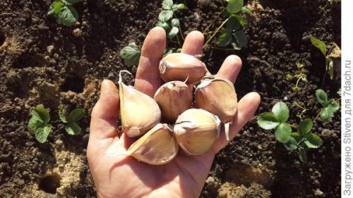 Как сделать инструмент для посадки чеснока. Помогла смекалка: приспособление для посадки чеснока из детской кроватки