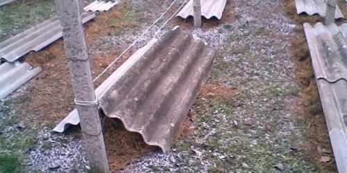 Укрытие винограда на зиму рубероидом. Способы укрытия винограда