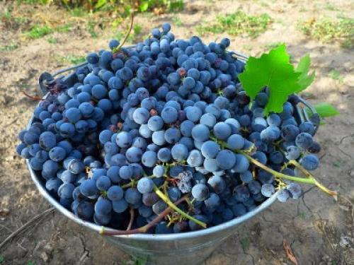 Обрезка винограда осенью изабелла. Как правильно сажать виноград Изабелла?