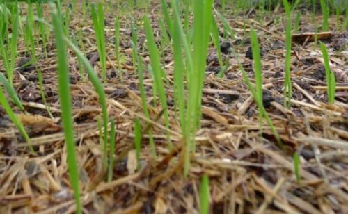 Что можно сажать после овса. Особенности