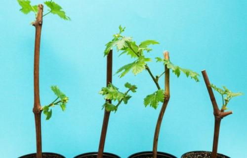 Подготовка к хранению черенков винограда. Где хранить черенки винограда до весны