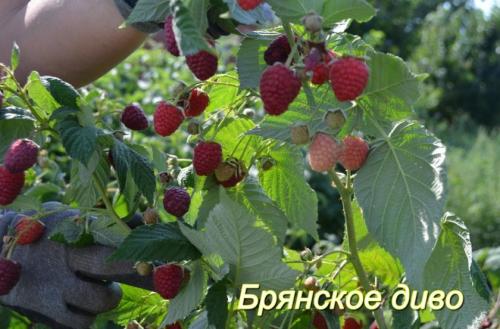 Ремонтантная малина выращивание и уход в Сибири. Ремонтантная малина для Сибири 10 Ремонтантная малина выращивание и уход в Сибири. Ремонтантная малина для Сибири 10