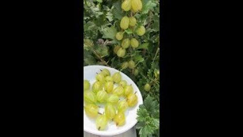 Крыжовник Пакс. Саженцы Крыжовника Пакс
