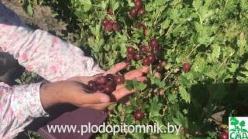 Крыжовник Пакс. Саженцы Крыжовника Пакс