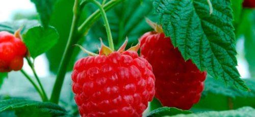 Малина Пингвин описание сорта. Описание сорта малины Пингвин 01