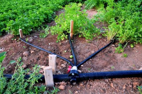 Капельный полив на высоких грядках. Капельный полив. Способ работы и положительные моменты