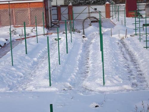 Укрытие винограда на зиму рубероидом. Способы укрытия винограда