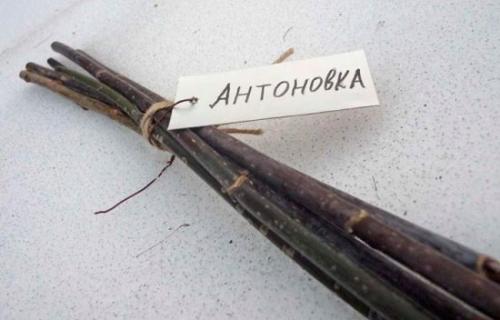 Как заготовить черенки яблони для прививки весной. 16 отличных сортов слив для Подмосковья