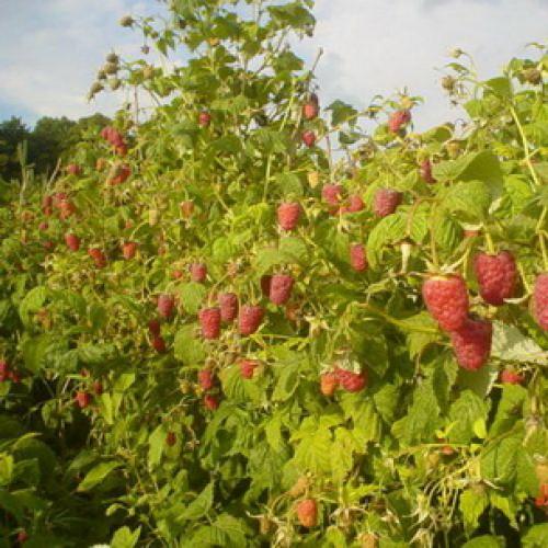 Когда и как сажать ремонтантную малину осенью. Когда сажать малину – осенью или весной. От чего это зависит 20