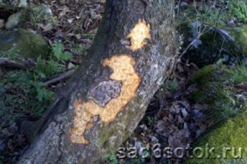 Защита от грызунов яблонь. Надежные методы защиты При защите стволов от в дело идут практически любые материалы. Нужно только помнить, что между корой и «недышащим» материалом укрытия, например, 02