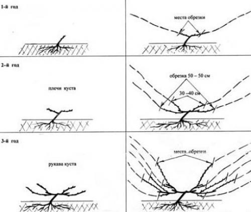 Как обрезать виноград – схема для начинающих