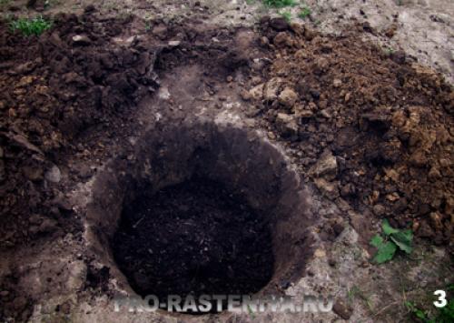 Посадка яблонь весной расстояние между деревьями. Основная схема посадки яблонь 07 Посадка яблонь весной расстояние между деревьями. Основная схема посадки яблонь 07