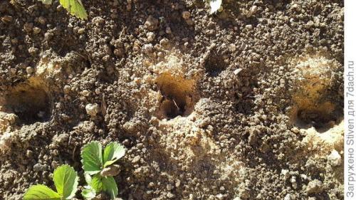 Как сделать инструмент для посадки чеснока. Помогла смекалка: приспособление для посадки чеснока из детской кроватки