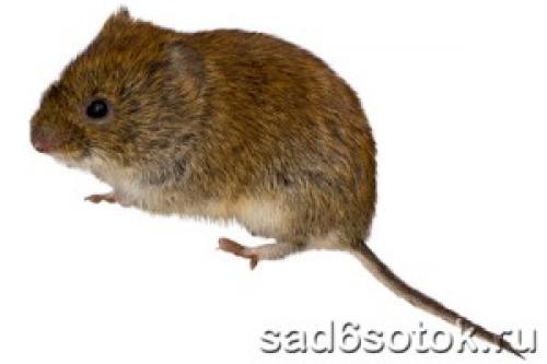 Чем обмотать яблони на зиму от грызунов 02