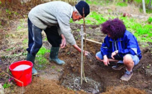 Какое должно быть расстояние между яблонями при посадке. Схема посадки яблонь и высадка 03