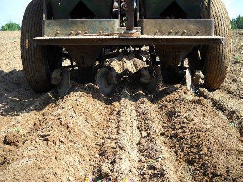 Почва под картофель осенью. Маленькие хитрости 01 Почва под картофель осенью. Маленькие хитрости 01