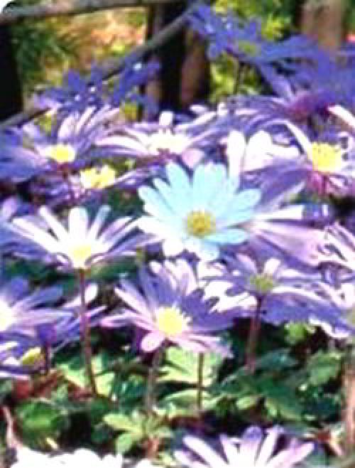 Укрытие тюльпанов на зиму. Как укрыть на зиму луковичные цветы (лилии, тюльпаны, нарциссы)