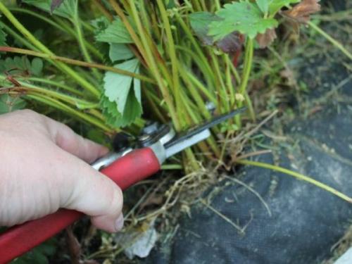 Чем обработать клубнику осенью после обрезки. Обрезка клубники осенью