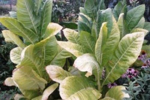 Когда собирать семена табака. Когда и как собирать семена табака. Как вырастить курительный табак на дачном участке 09