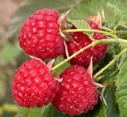 Ремонтантная малина выращивание и уход в Сибири. Ремонтантная малина для Сибири