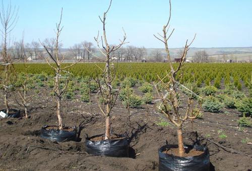 Какое должно быть расстояние между яблонями при посадке. Схема посадки яблонь и высадка 01