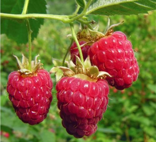 Кустовая малина для Сибири. Сорта малины для Сибири