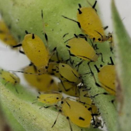 Чем и когда опрыскивать яблони осенью. Инфекции, определяющиеся визуальным путём 05