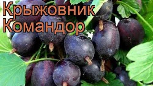 Крыжовник Пакс. Саженцы Крыжовника Пакс
