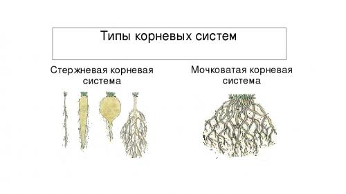 Как сеять рожь вручную. Положительные стороны злаков, как сидератов