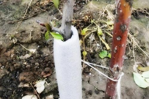 Чем обмотать стволы деревьев на зиму. Для чего нужно укрывать молодые деревья?